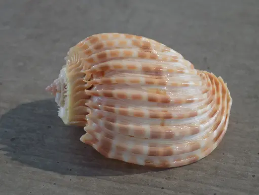 HARPIDAE HARPA COSTATA XL