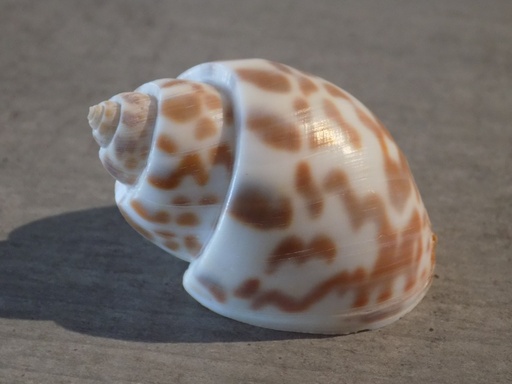 BABYLONIIDAE BABYLONIA VALENTIANA