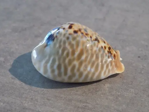 CYPRAEA MURACYPRAEA MUS MUS