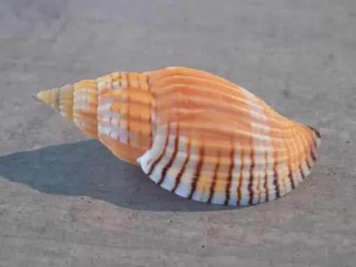 VOLUTIDAE LYRIA TULEARENSIS 