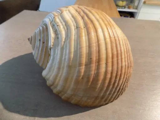 TONNIDAE TONNA GALEA XL