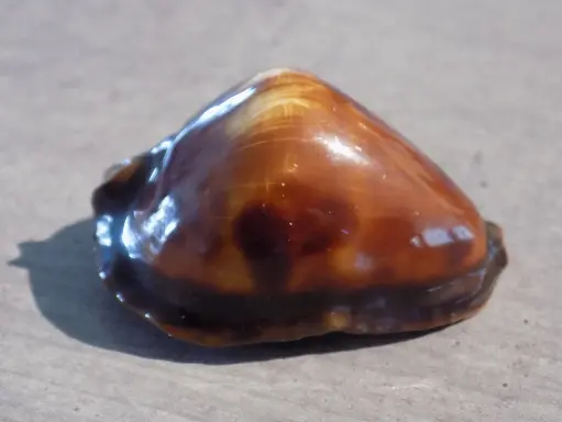 CYPRAEA ZOILA ROSSELLI XL