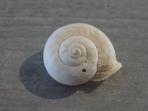 TERREST.HELICIDAE EREMINA DILLWYNIANA f.Minor