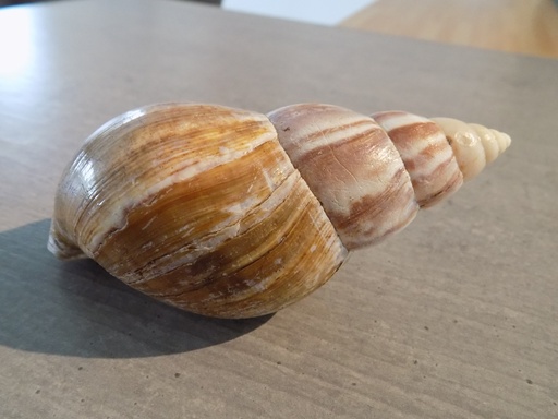 TERREST.ACHATINIDAE ACHATINA FULICA