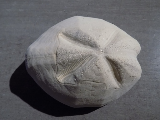 OURSIN BRISSIDAE BRISSUS UNICOLOR XL